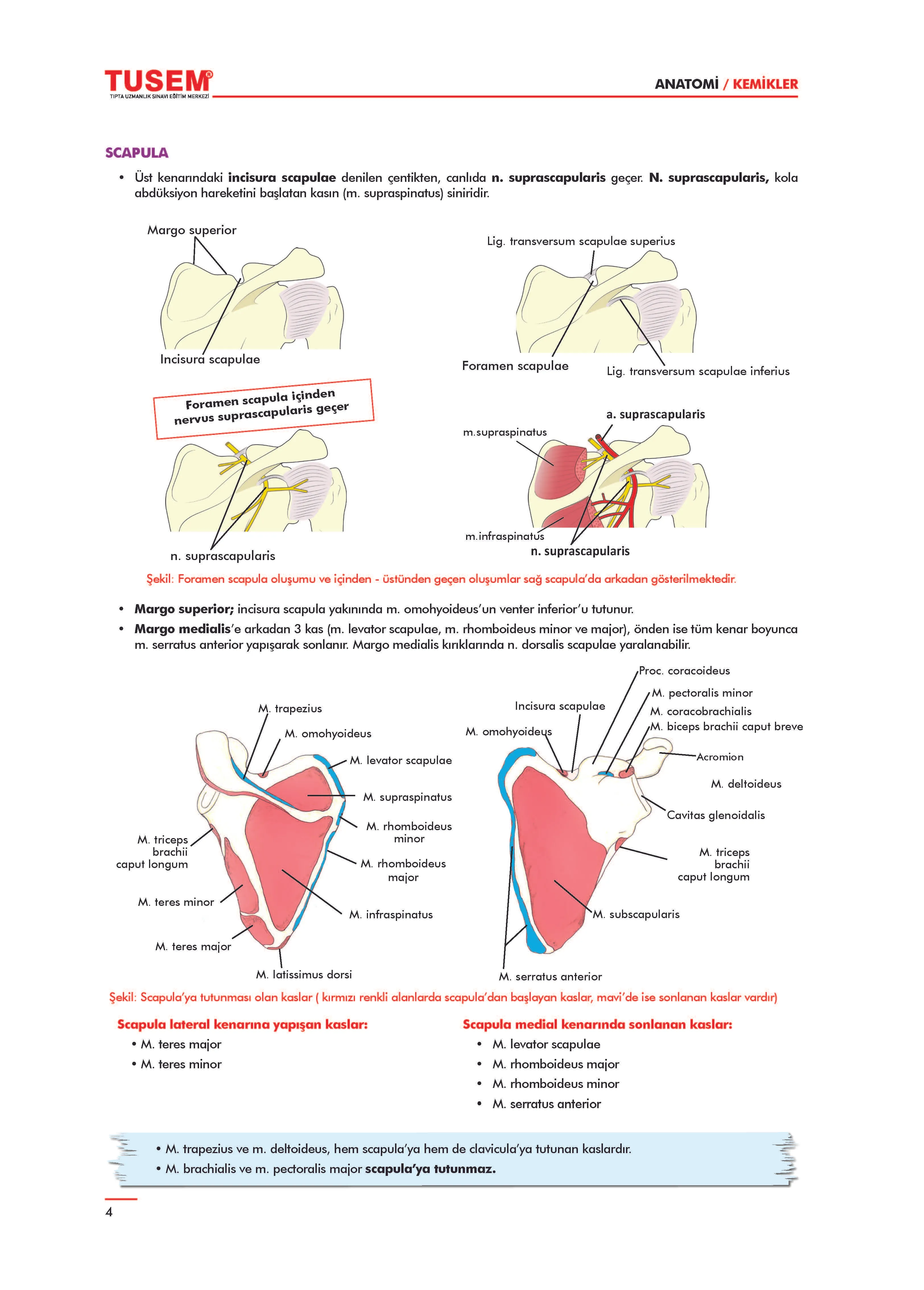 TUS Konu Kitabı Anatomi - 4